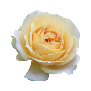 惠惠的花园切花灌木月季焦糖古董大花分枝性好多季开阳台庭院盆栽