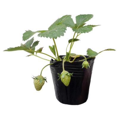 2025草莓脱毒种苗四季草莓苗秧苗