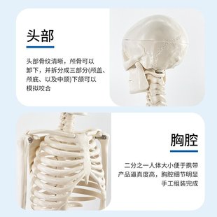 85cm人体骨骼模型全身骨架模型模型人体模型教学成人骷髅小脊椎