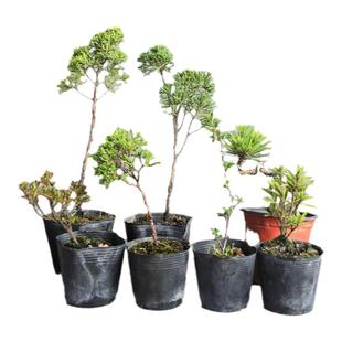 济州系鱼川柏树山里红栀子花黑松长寿梅杜鹃苗盆景素材苗练手小桩