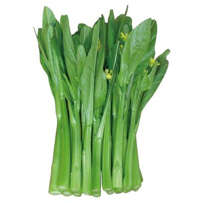 四九菜心种子广东甜菜心菜苔青菜