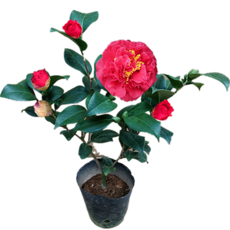 福建克瑞墨大牡丹茶花树苗盆栽庭院阳台浓香型花卉绿植带花苞包邮