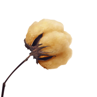 彩棉宝宝种子春季四季盆栽棉花观赏花卉儿童幼儿园农家田园棉花籽