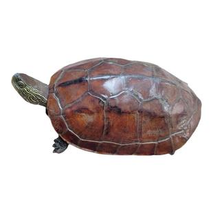 食用龟食用乌龟活物可食用草龟食用肉龟中华草龟网红龟煲汤龟滋补