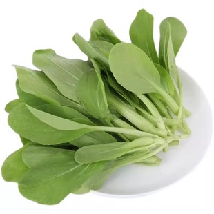 鸡毛菜种子四季大全小白菜青菜油菜种孑上海青速生阳台蔬菜种子籽