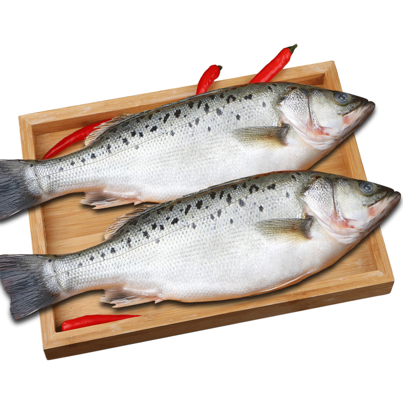 海鲈鱼新鲜冷冻海鱼鲜活深海鱼6条七星鱼海鲜水产海产品冰鱼卢鱼