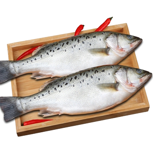 海鲈鱼新鲜冷冻海鱼鲜活深海鱼6条七星鱼海鲜水产海产品冰鱼卢鱼