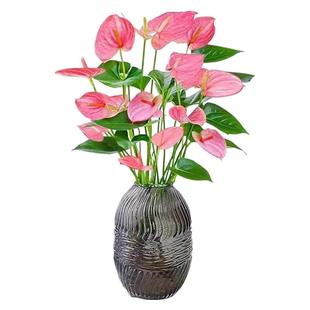 水培植物粉掌盆栽植物红掌室内桌面好养活鲜花水养绿植多季开花卉