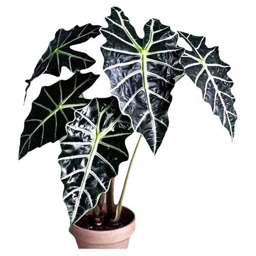 大仙女小仙女海芋竹芋室内盆栽桌面黑叶观音莲非洲面具绿植物网红