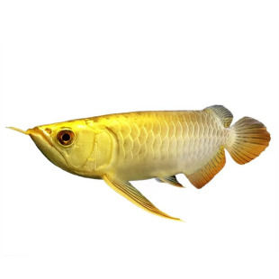 银龙鱼红龙鱼古典金头过背金龙淡水鱼印尼红龙鱼观赏热带鱼活体