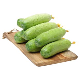 旱黄瓜苗秧苗四季水果黄瓜苗子高产秋瓜苗南方种阳台盆栽蔬菜苗孑