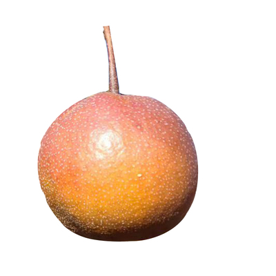 云南大理麦地湾梨薄皮新鲜晚熟梨