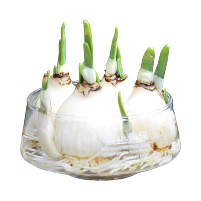 玻璃花盆水仙小盆栽冬季清香花卉