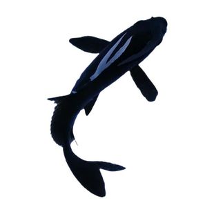 黑彗星草金活体观赏鱼锦鲤鱼镇宅黑鱼纯种锦鲤冷水鱼苗好养耐活