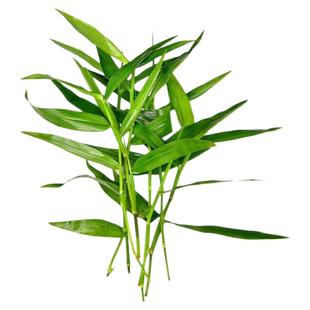 南美青竹水草鱼缸造景专用活水草制氧植物孔雀鱼斗鱼养鱼专用水草