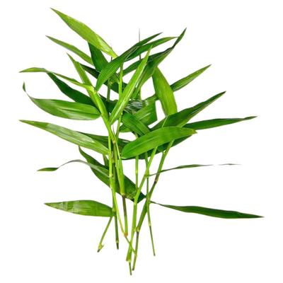 青竹水草鱼缸造景专用