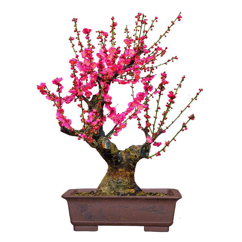 照水梅盆景花卉梅花苗观花老桩植物春冬红梅白梅树桩室内阳台盆栽