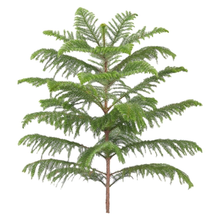 南洋杉盆栽盆景氛围感澳洲杉树节日四季常青大型绿植室内易活装饰