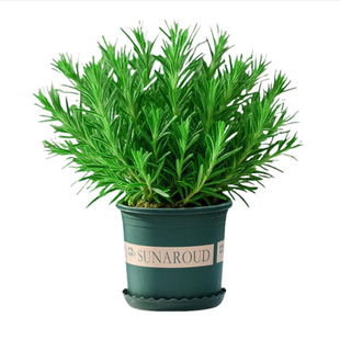 迷迭香盆栽可食用煎牛排用百里香薄荷叶新鲜香草驱蚊植物香料阳台