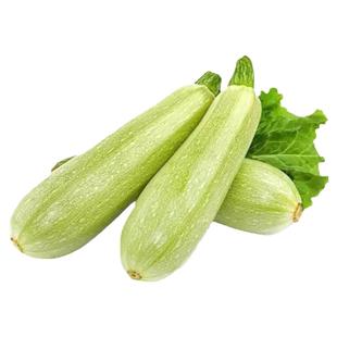 新鲜西葫芦瓜云南产地直发鲜嫩茭瓜三月瓜三叶瓜小瓜应季蔬菜包邮