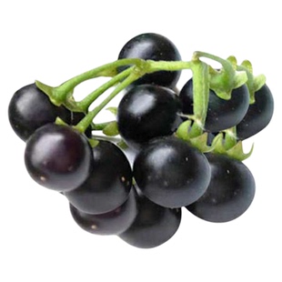 龙葵种子黑悠悠黑星星农家春秋夏四季播蔬菜甜水果籽种孑野果