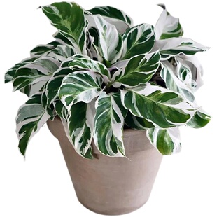 张先生白油画竹芋ins风网红绿植室内盆栽吸甲醛净化空气耐阴好养