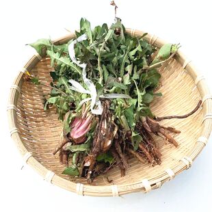 2026陕西秦岭现挖老蒲公英食用野菜新鲜大叶菜带根带花婆婆丁包邮