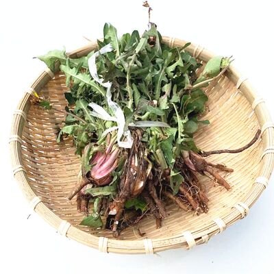 秦岭新鲜老蒲公英带根带花现挖