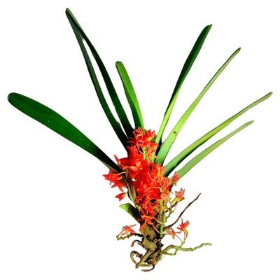 鸟舌兰同石斛蝴蝶万代兰一样种养