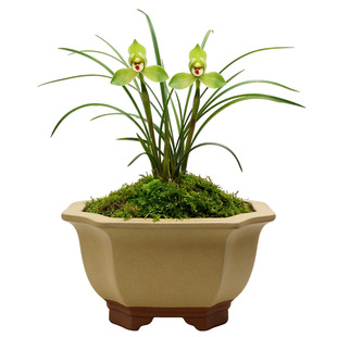 【翠一品】春兰名贵兰花苗带花苞瓣兰花盆栽花卉国兰室内兰草好养