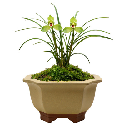 【翠一品】春兰名贵兰花苗