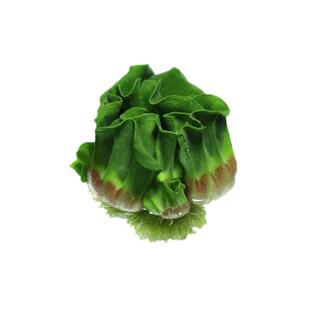 乌龟专用缸造景水草植物房子小别墅养龟龙眼叶装饰生态缸晒台爬坡