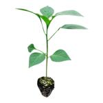 蔬菜苗辣椒苗西红柿苗四季阳台菜苗茄子丝瓜番茄圣女果秧蔬菜幼苗