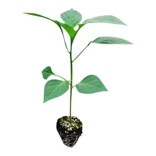 蔬菜苗辣椒苗西红柿苗四季阳台菜苗茄子丝瓜番茄圣女果秧蔬菜幼苗