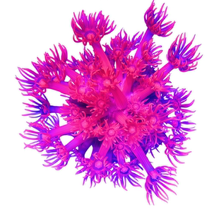 长须圆帽红宝石花茉莉花单包单苞海水鱼珊瑚缸活物活体小丑鱼海缸