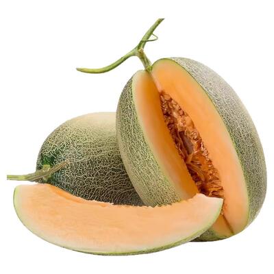 西州蜜25号哈密瓜苗秧网纹冰淇淋