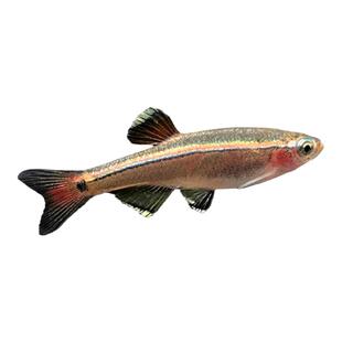 红尾金丝灯鱼2.5cm活体冷水国产小型原生经典新手入门观赏生态瓶