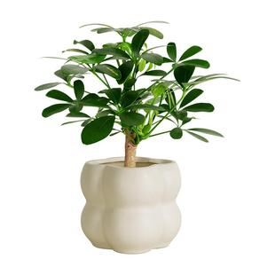 鸭脚木盆栽办公室内植物八方来招财绿植鹅掌柴客厅桌面盆景七叶莲