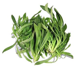 山东农家面条菜新鲜时令野菜野生细叶扫帚苗羊蹄菜蔬菜应季现挖