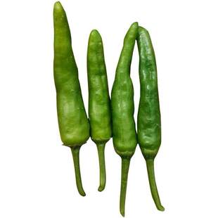 正宗樟树港辣椒苗原产地核心产区带叶带土发货湖南辣椒苗蔬菜苗子