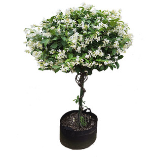 风车茉莉易爬开花浓香型络石藤银丝四季花卉阳台常绿盆栽植物花苗