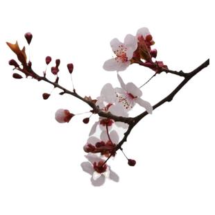 紫叶李树苗工程绿化庭院红叶李树苗木正宗园林绿化行道树紫叶李子