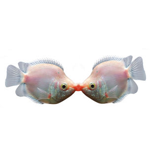 接吻鱼观赏鱼淡水热带鱼苗小型亲嘴鱼耐活斑马鱼孔雀鱼宠物热带鱼