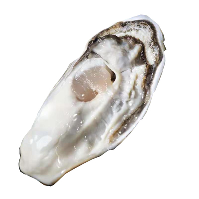 正宗威海乳山三倍体新鲜大肥生蚝