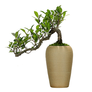 小叶榕树盆景老桩悬崖式老桩植物室内客厅办公室茶几桌面绿植盆栽