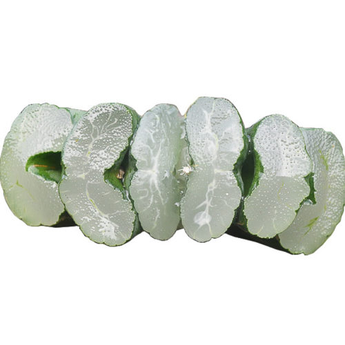 厚叶玉扇 稀有大型云水纤纹系灵气仙品多年苗株颗十二卷多肉植物
