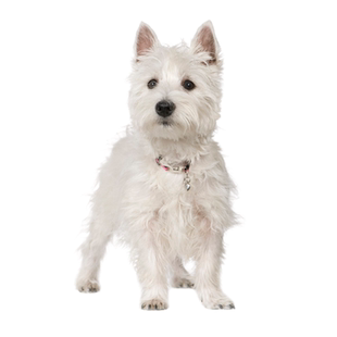 西高地犬狗品相鉴定宠物品种鉴别挑选刚毛软毛西高地白梗品相鉴定