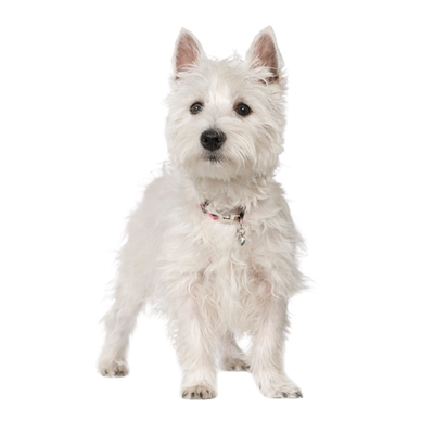 【西高地鉴】24H鉴定1V1●不卖狗