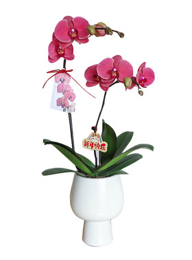 带花发出精品蝴蝶兰真花卉盆栽