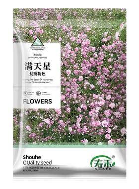 满天星花种子四季花种籽